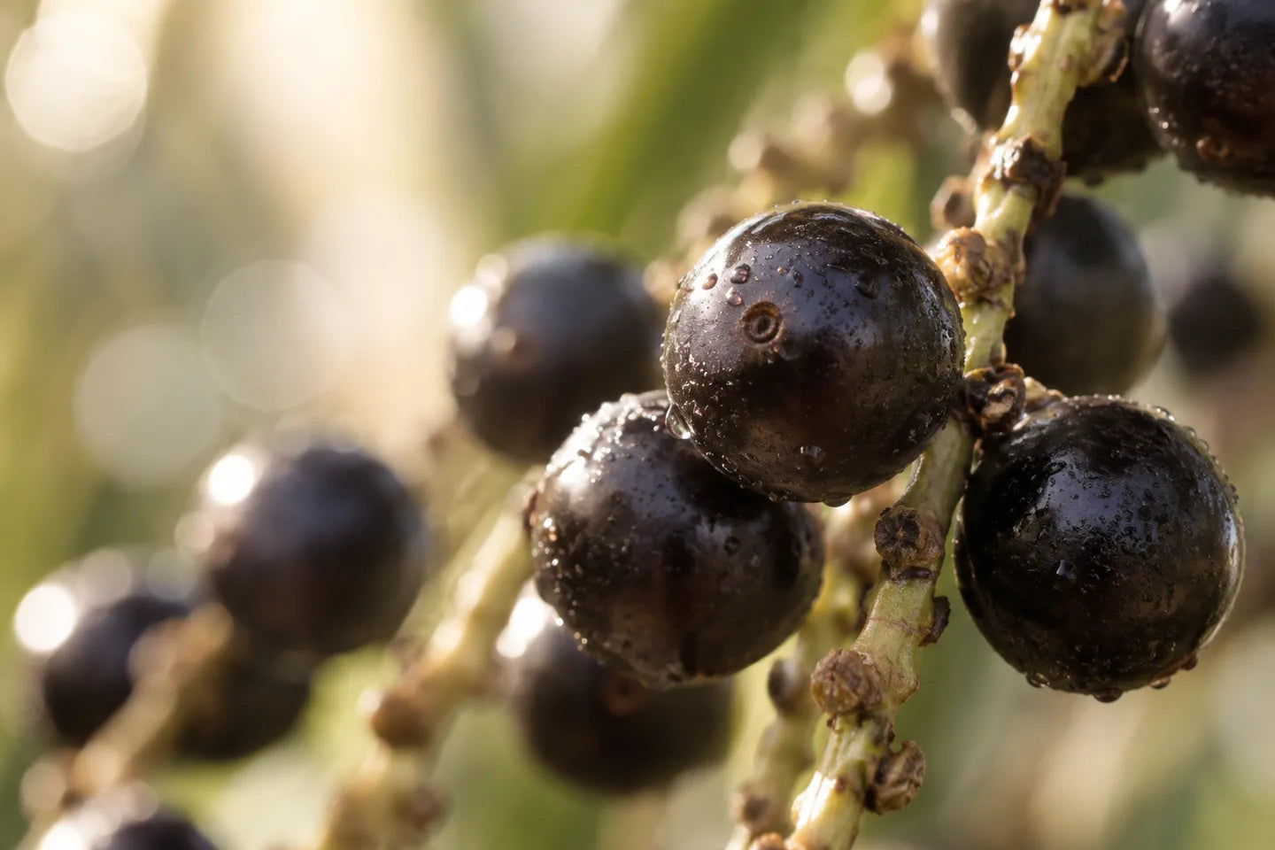 Dunkle Açaí-Beeren an Fruchtstielen
