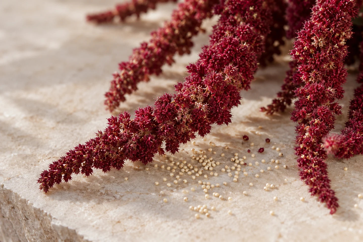 Rote Blütenstände des Gartenfuchsschwanzes (Amaranthus caudatus) mit Samen