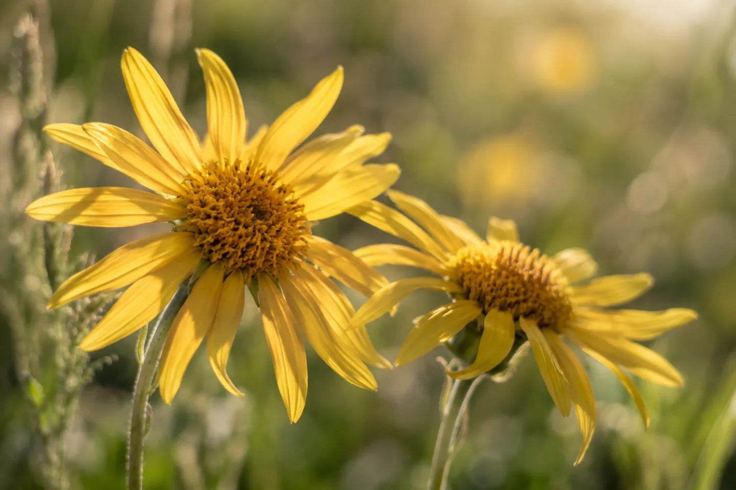 Illustrative Pflanzenaufnahme: Gelbe Arnikablüten in Nahaufnahme