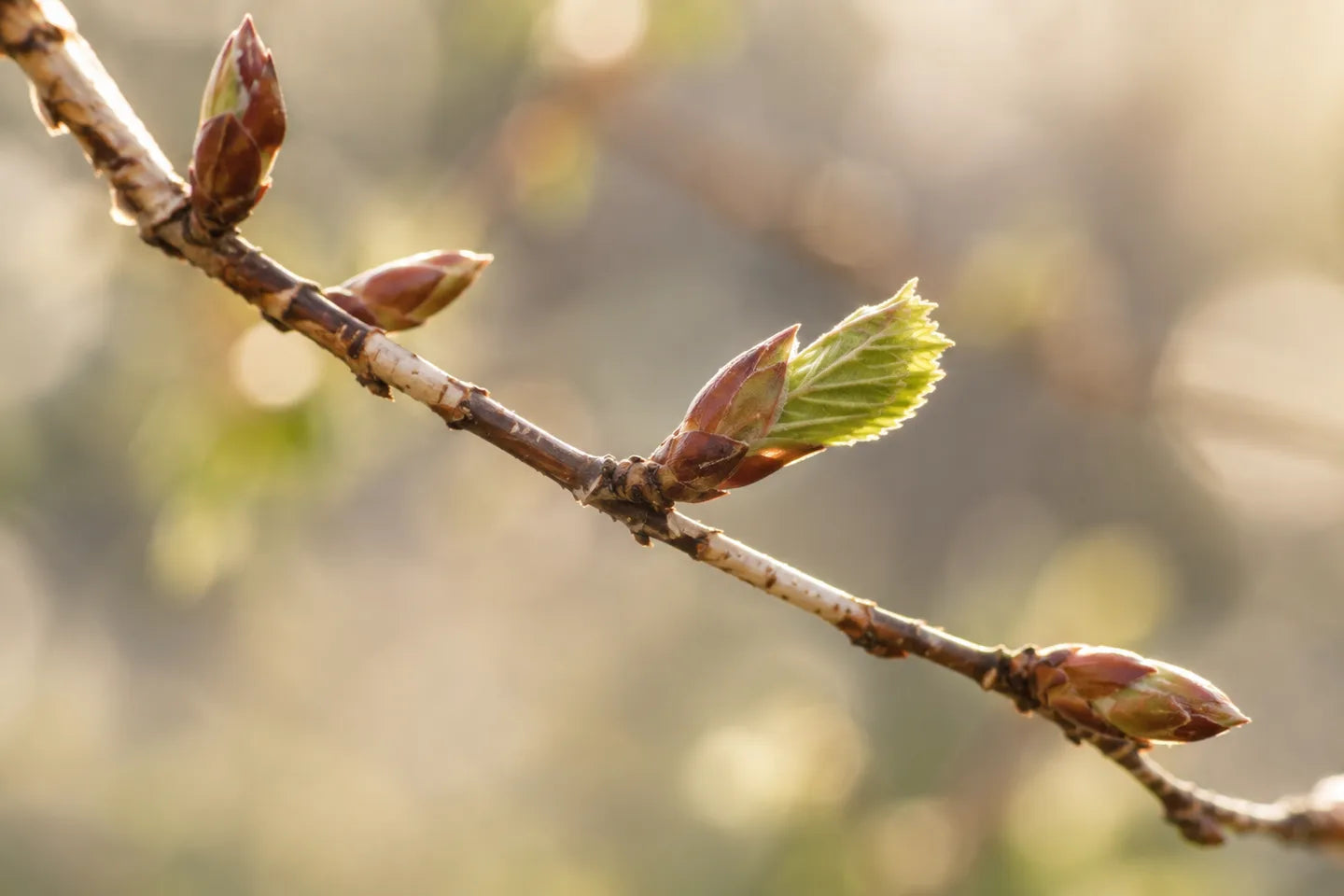 Birkenzweig mit jungen Knospen