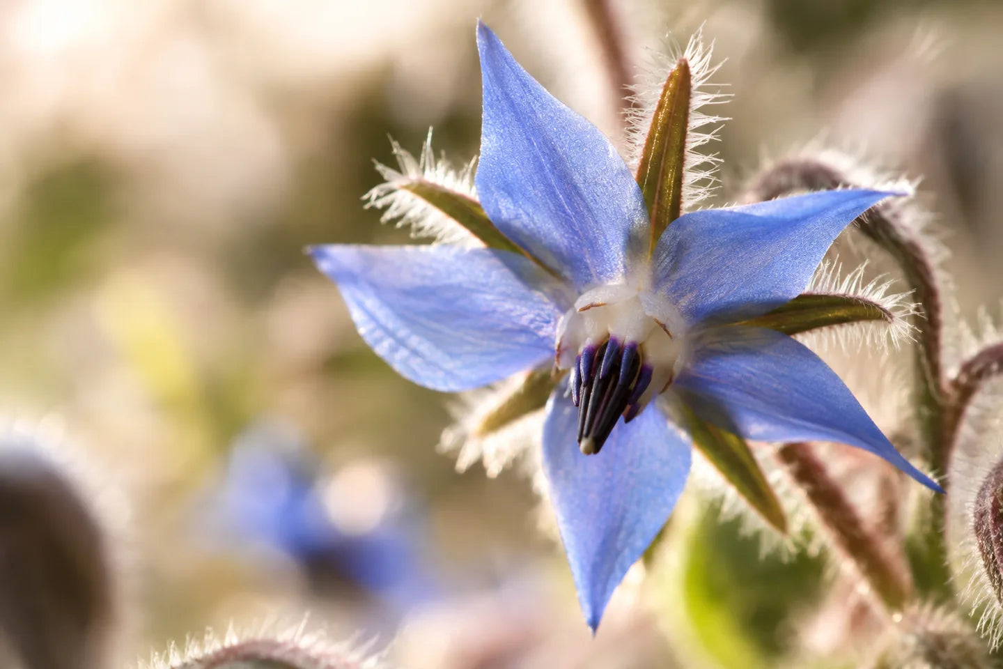 Blaue sternförmige Borretschblüte