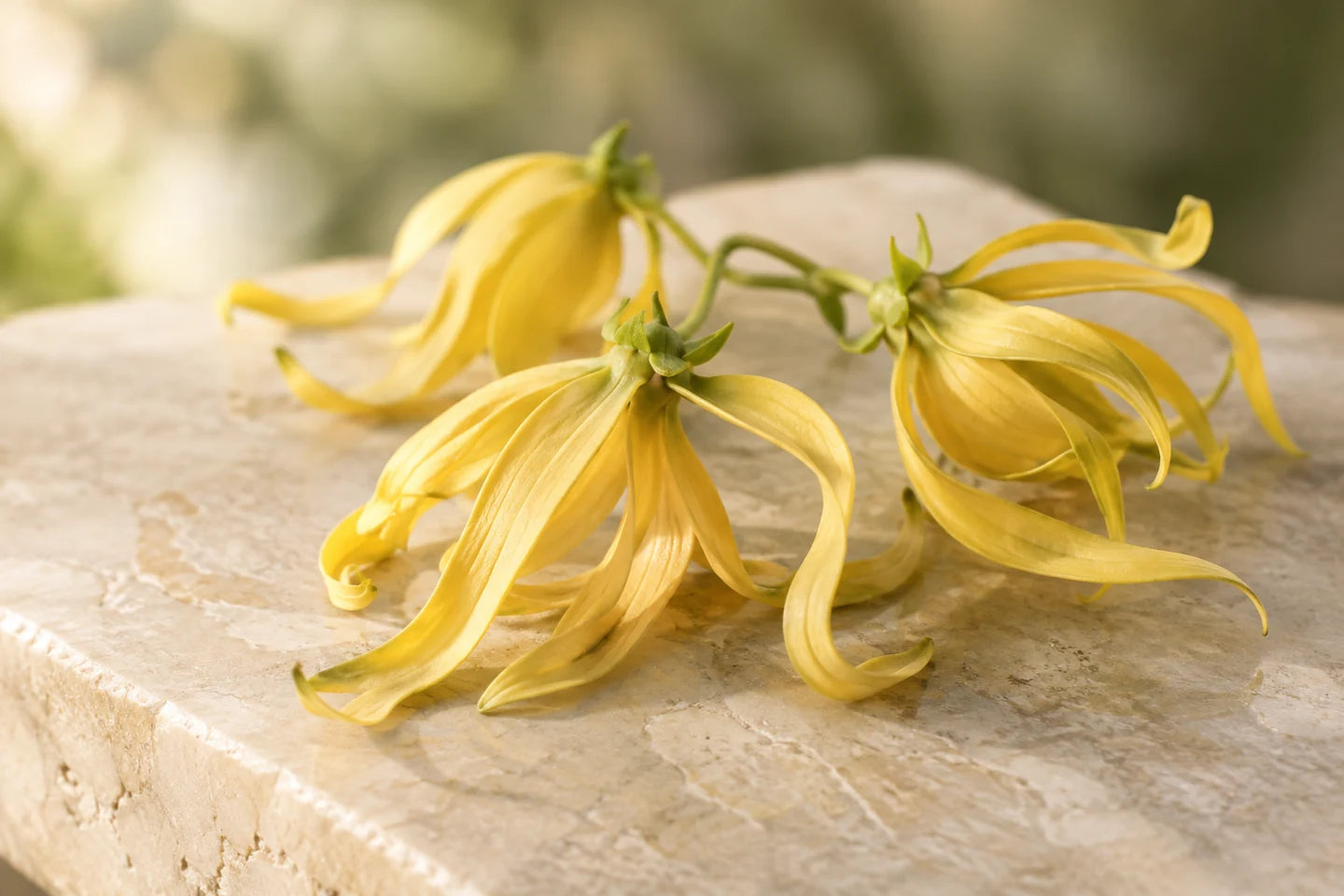 Gelbe Ylang-Ylang-Blüten mit schmalen, gedrehten Blütenblättern