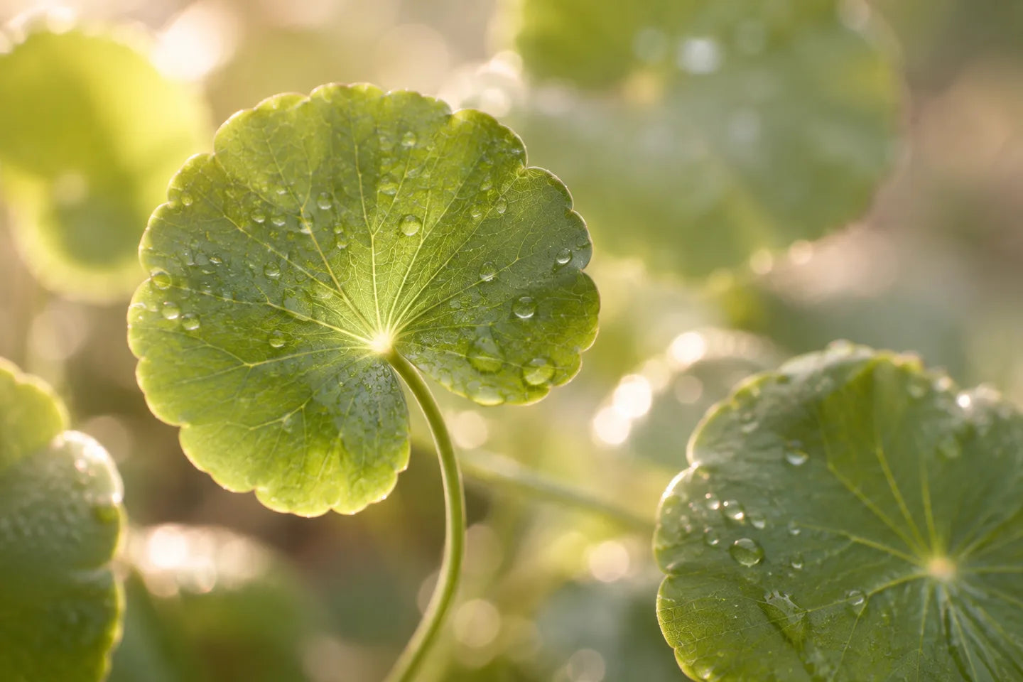Rundliche Blätter der Centella asiatica
