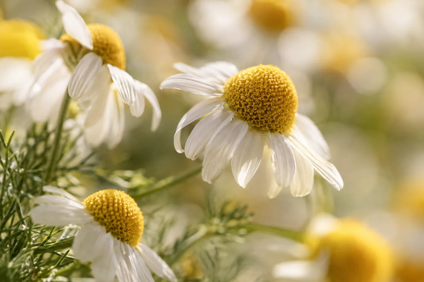 Weiße Kamillenblüten mit gelber Mitte