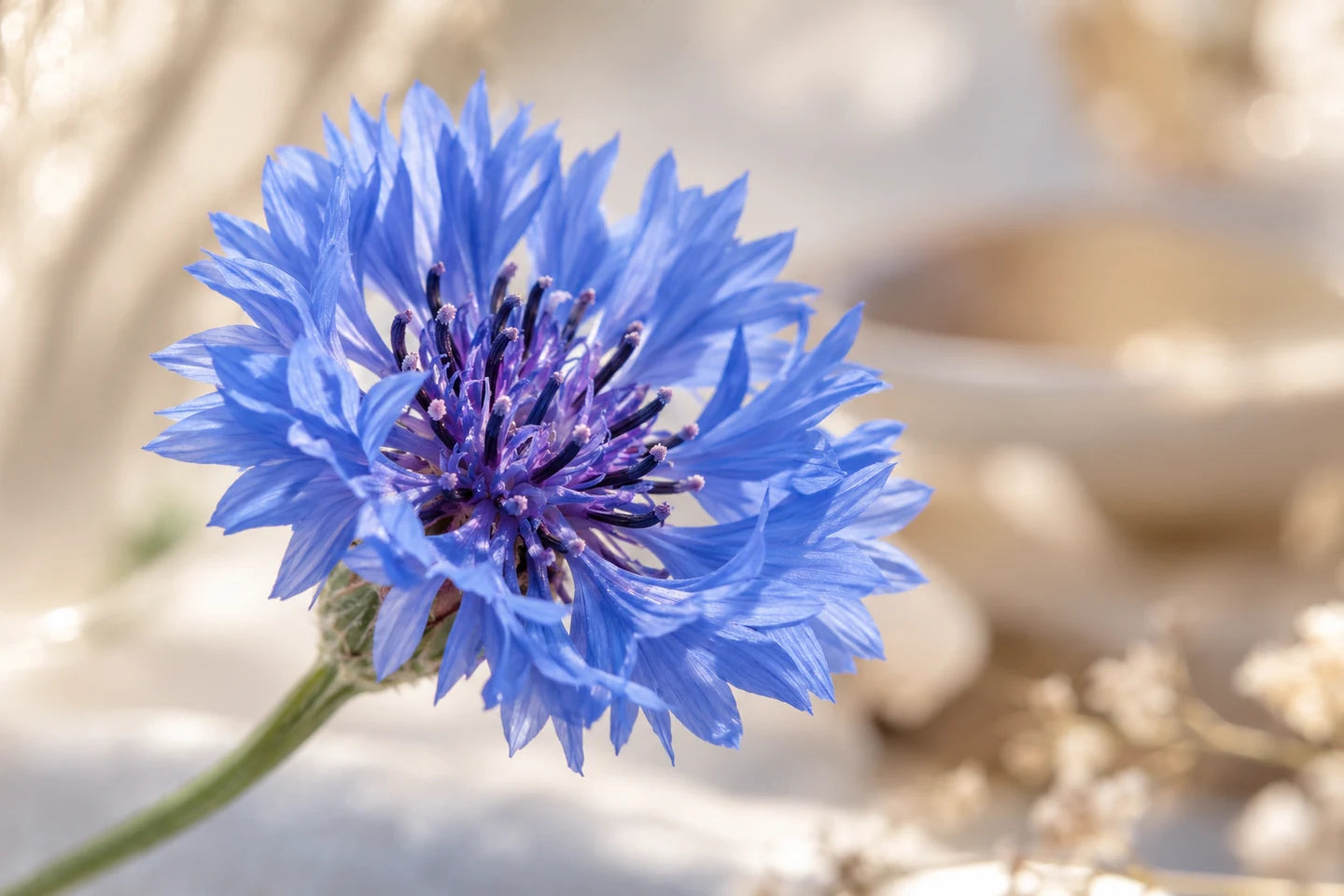 Blüte der Kornblume