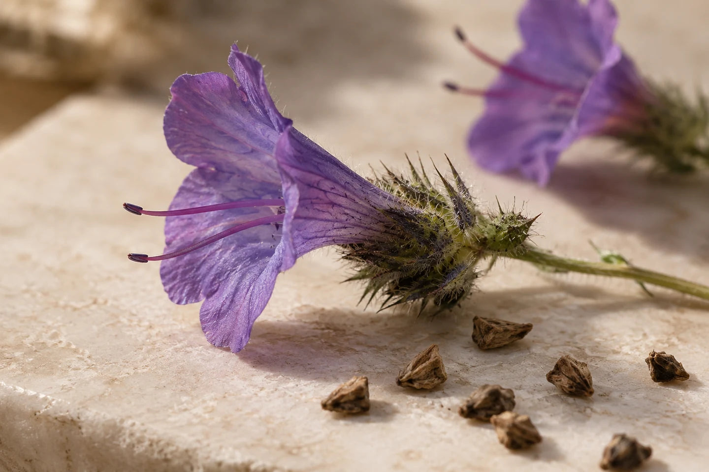 Blüten und Samen von Echium plantagineum