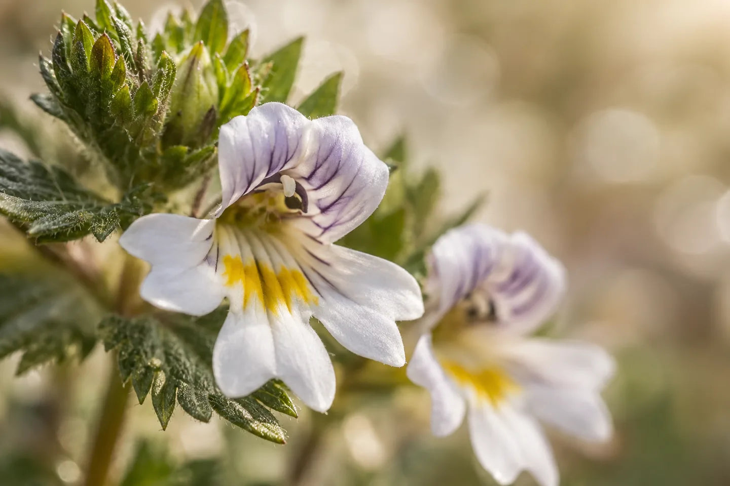 Kleine weiße Augentrostblüten mit violetter Zeichnung
