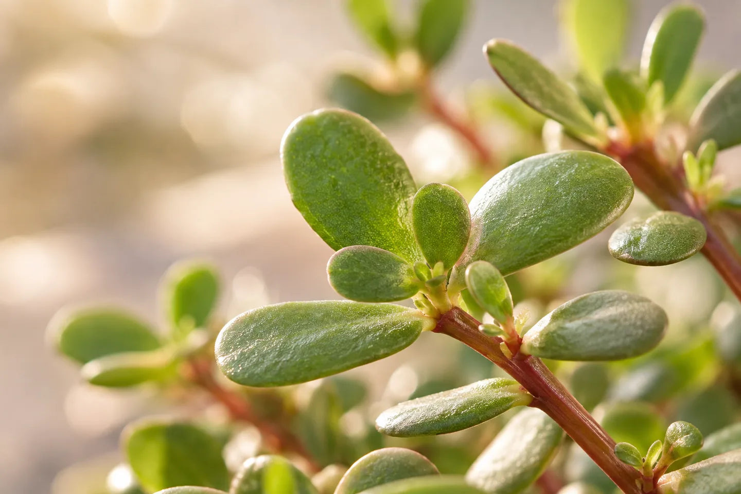 Fleischige Triebe des Portulaks
