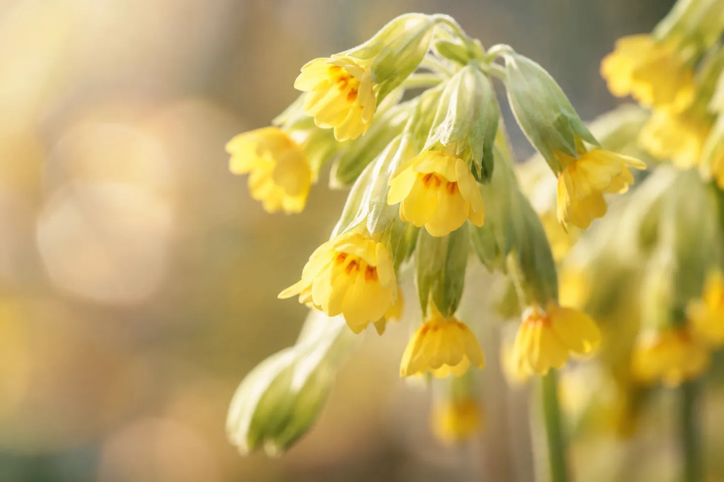 Gelbe Blüten der Echten Schlüsselblume