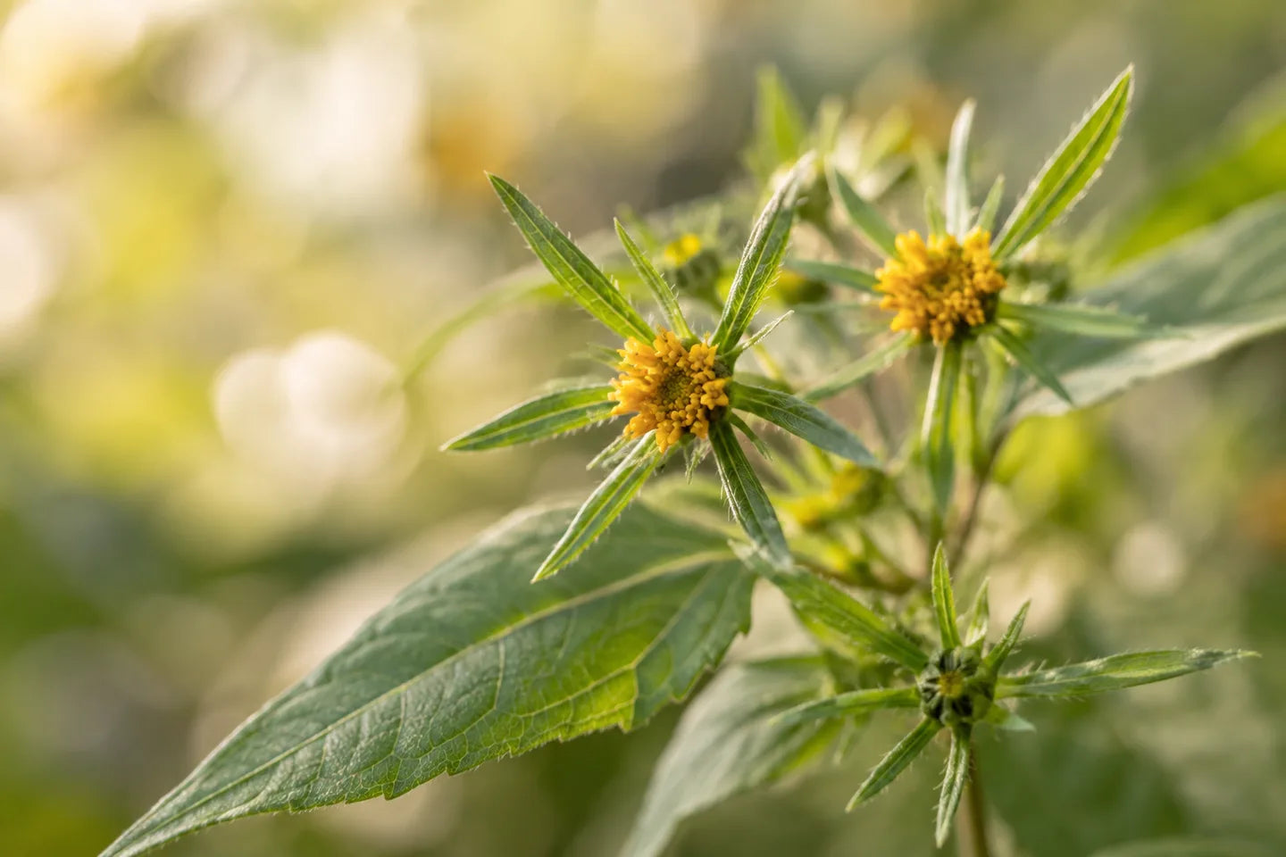 Sigesbeckia orientalis mit Blättern und kleinen gelben Blüten