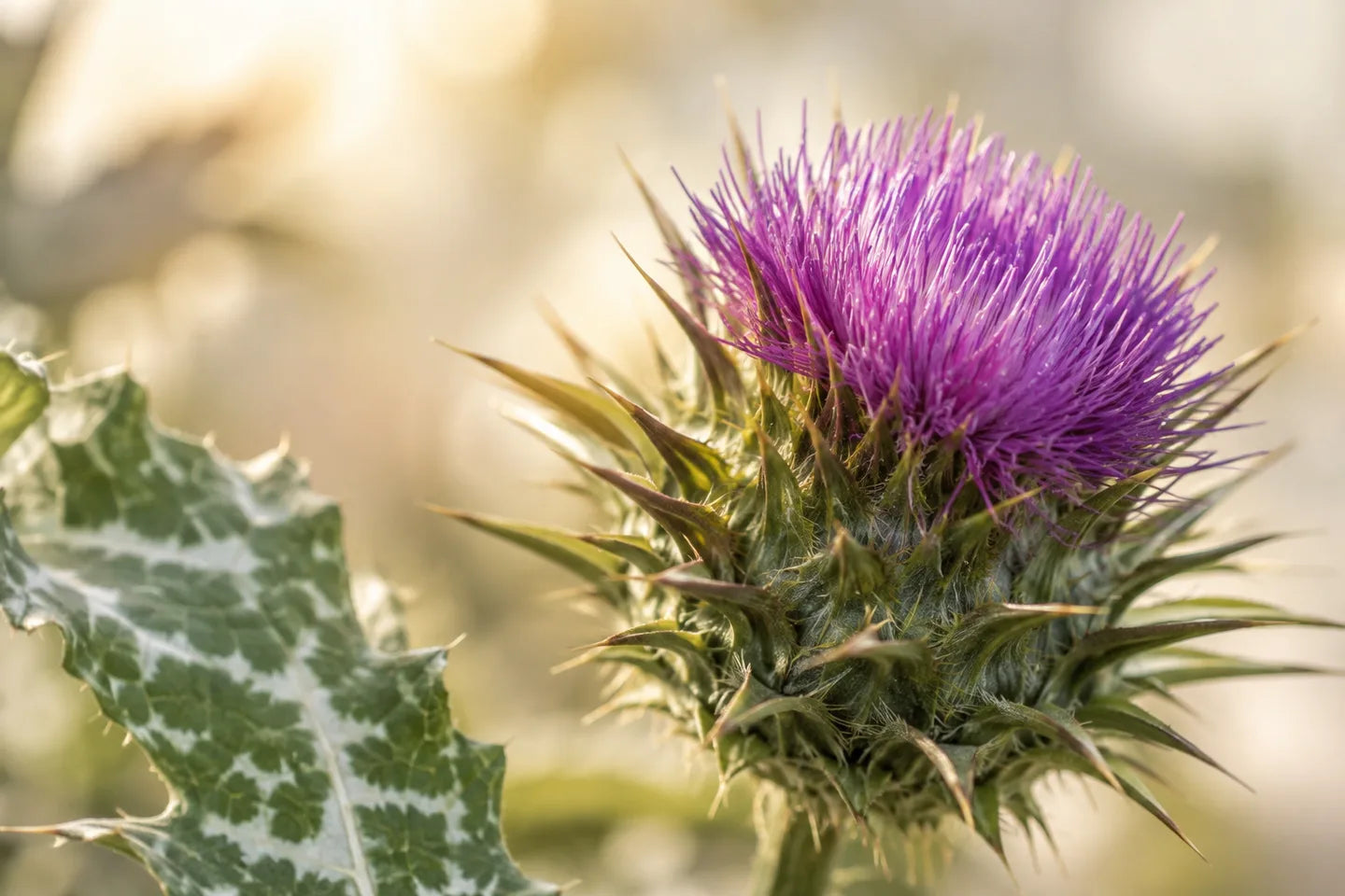 Blühende Mariendistel
