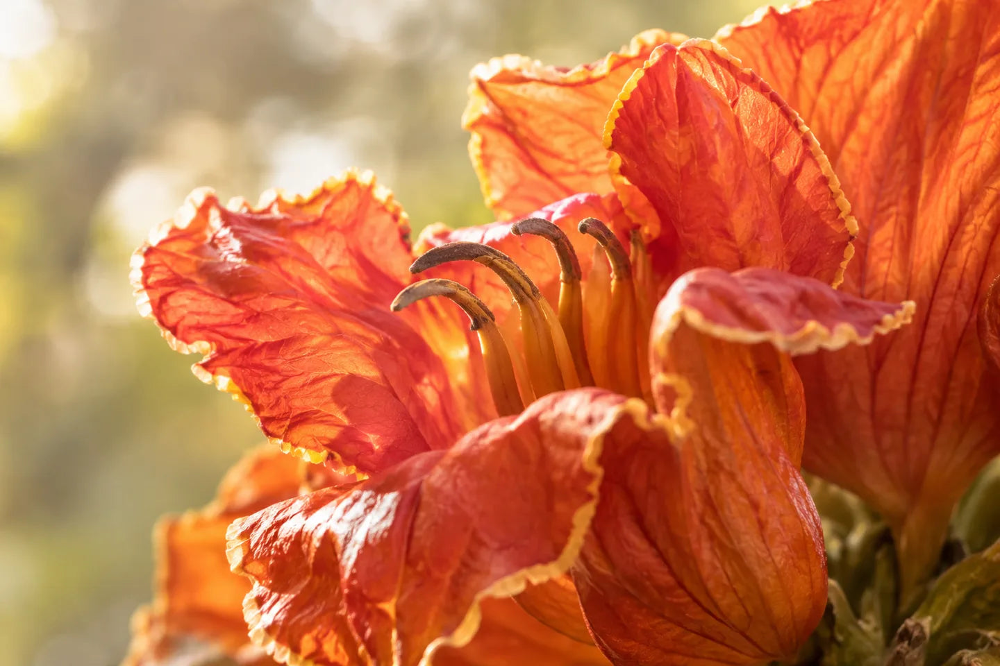 Orangerote Blüten des Afrikanischen Tulpenbaums