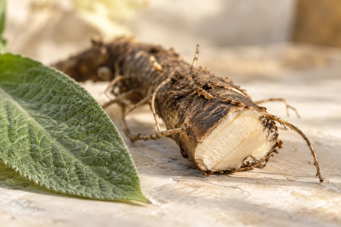 Beinwellwurzel mit Blatt