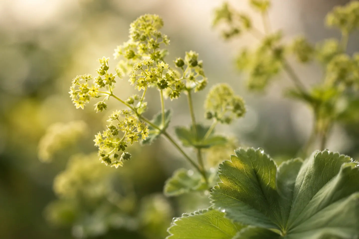 Illustrative Pflanzenaufnahme: Blüten und Blatt des Frauenmantels