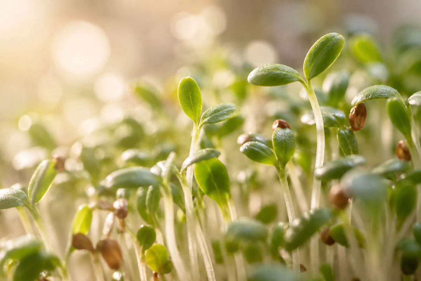 Nahaufnahme der Pflanzenquelle für Gartenkresse-Sprossenextrakt