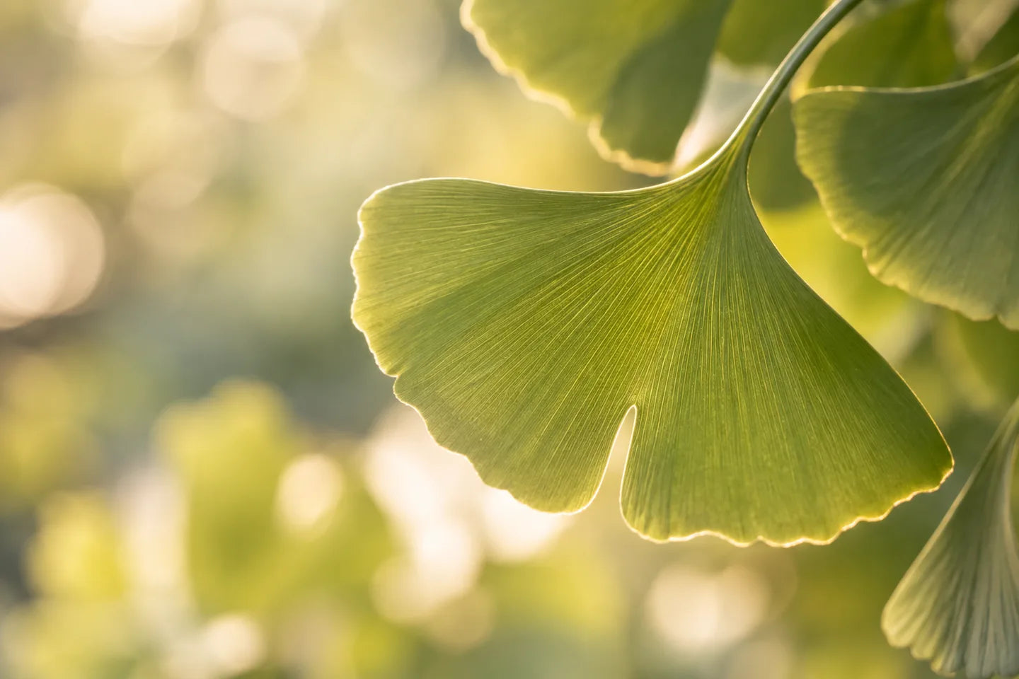Fächerförmige Ginkgoblätter