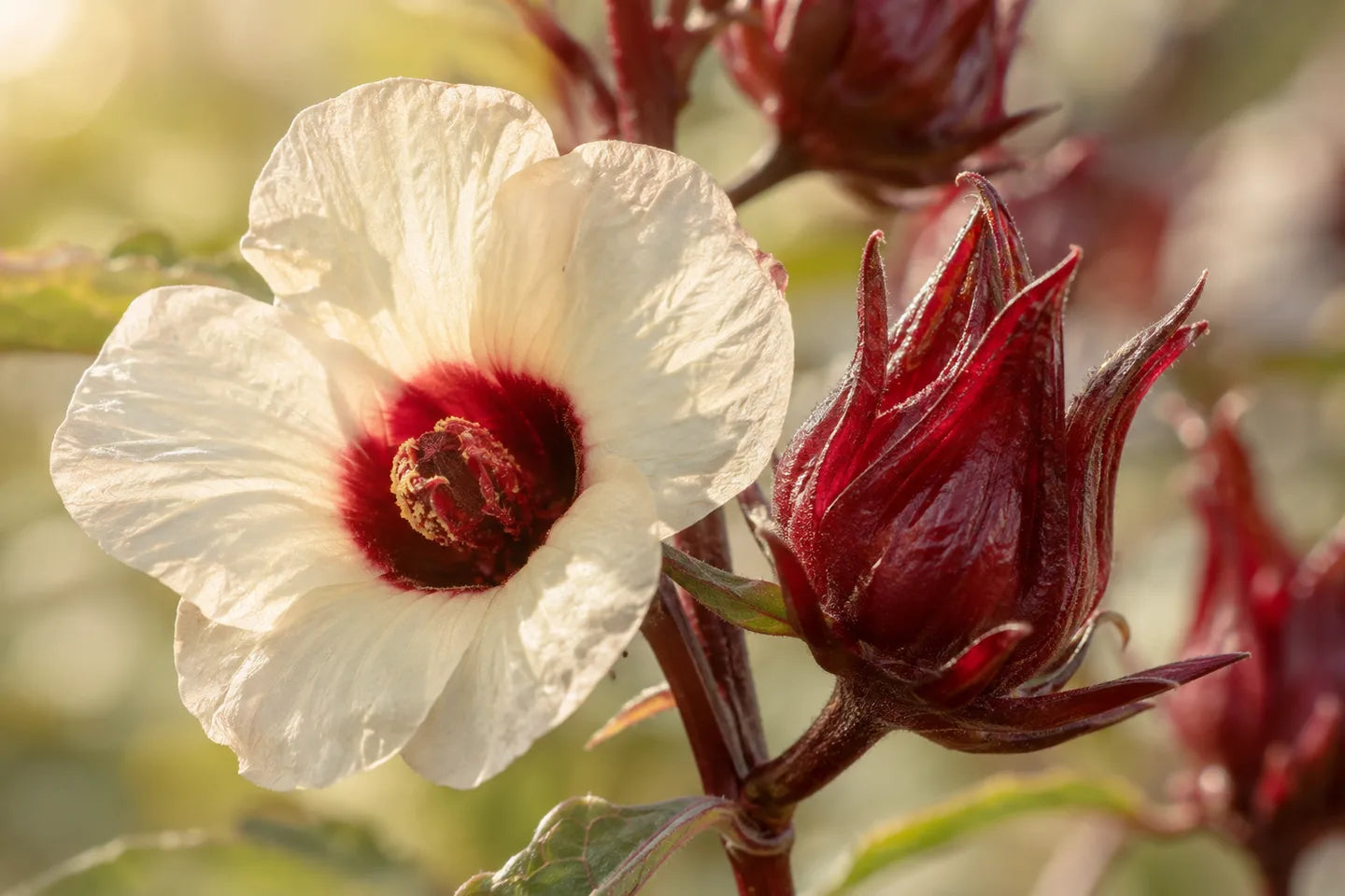 Nahaufnahme der Pflanzenquelle für Hibiskusblütenextrakt