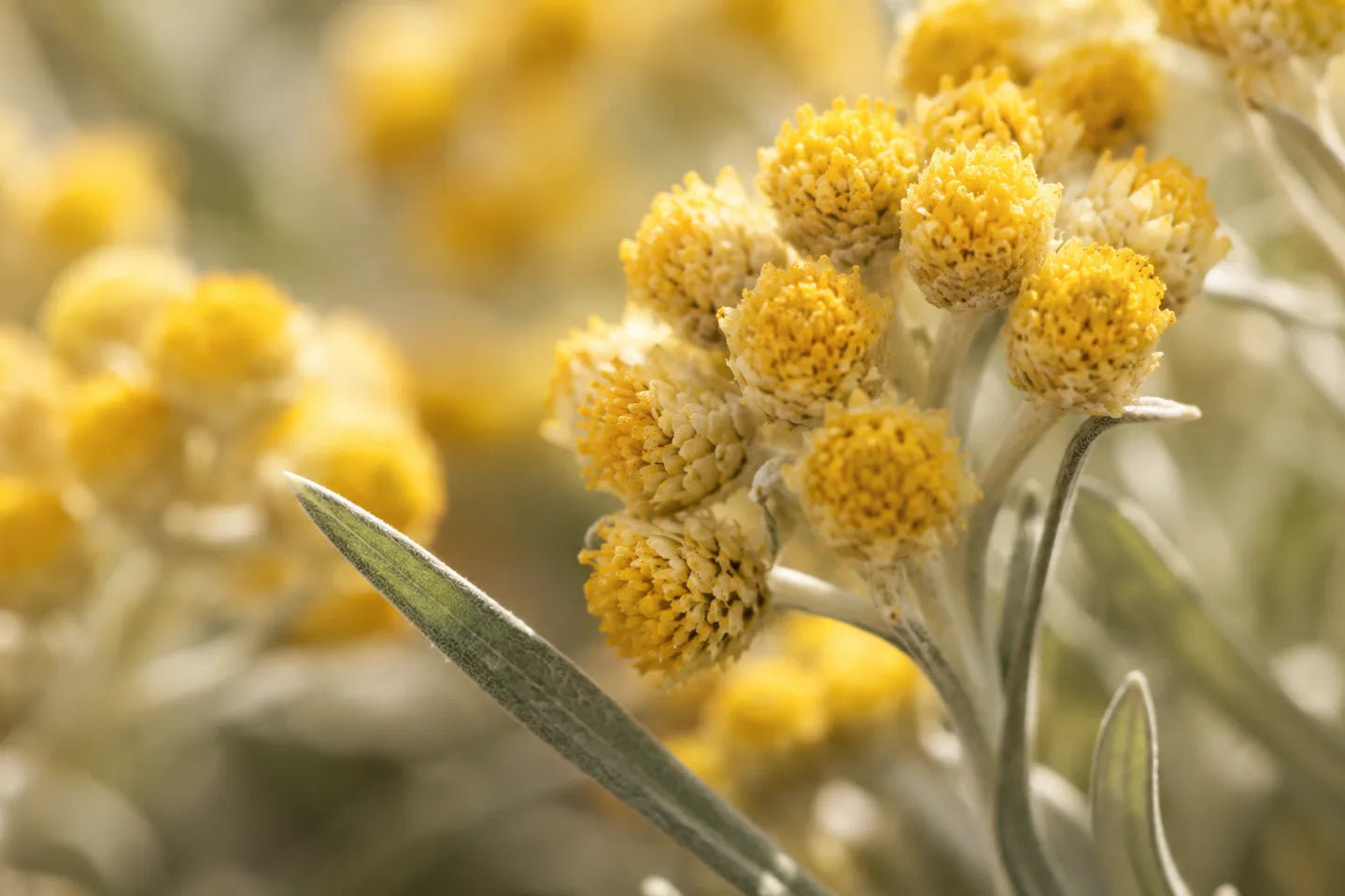 Goldgelbe Blüten der italienischen Strohblume