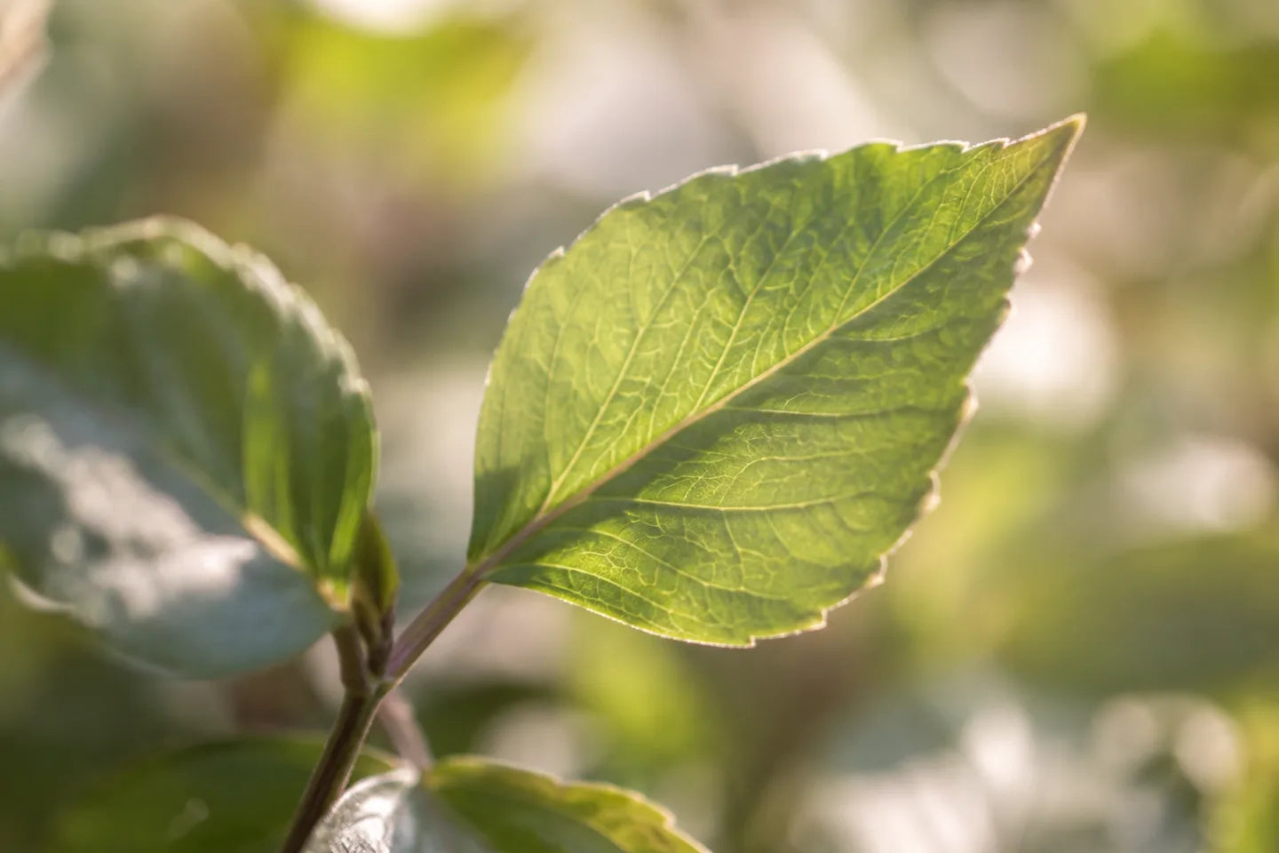Blatt der Parakresse