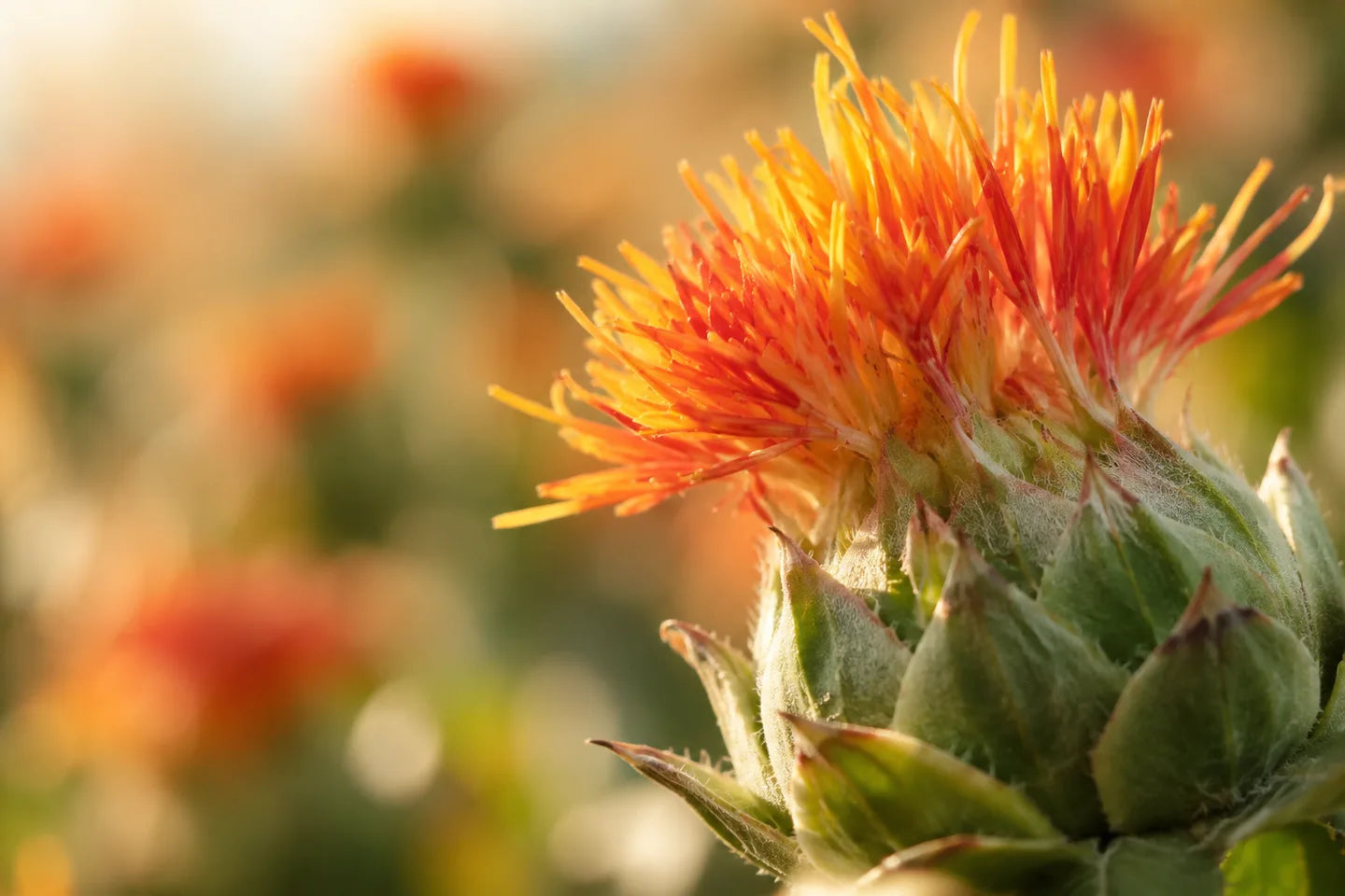 Orangefarbene Färberdistelblüte