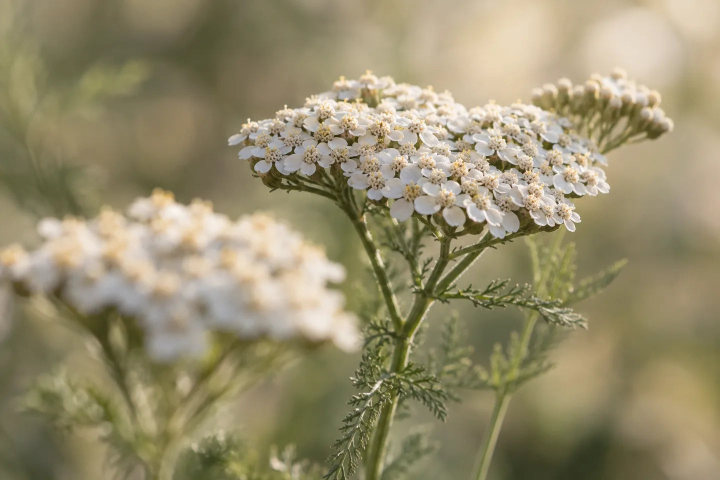 Blüten der Schafgarbe