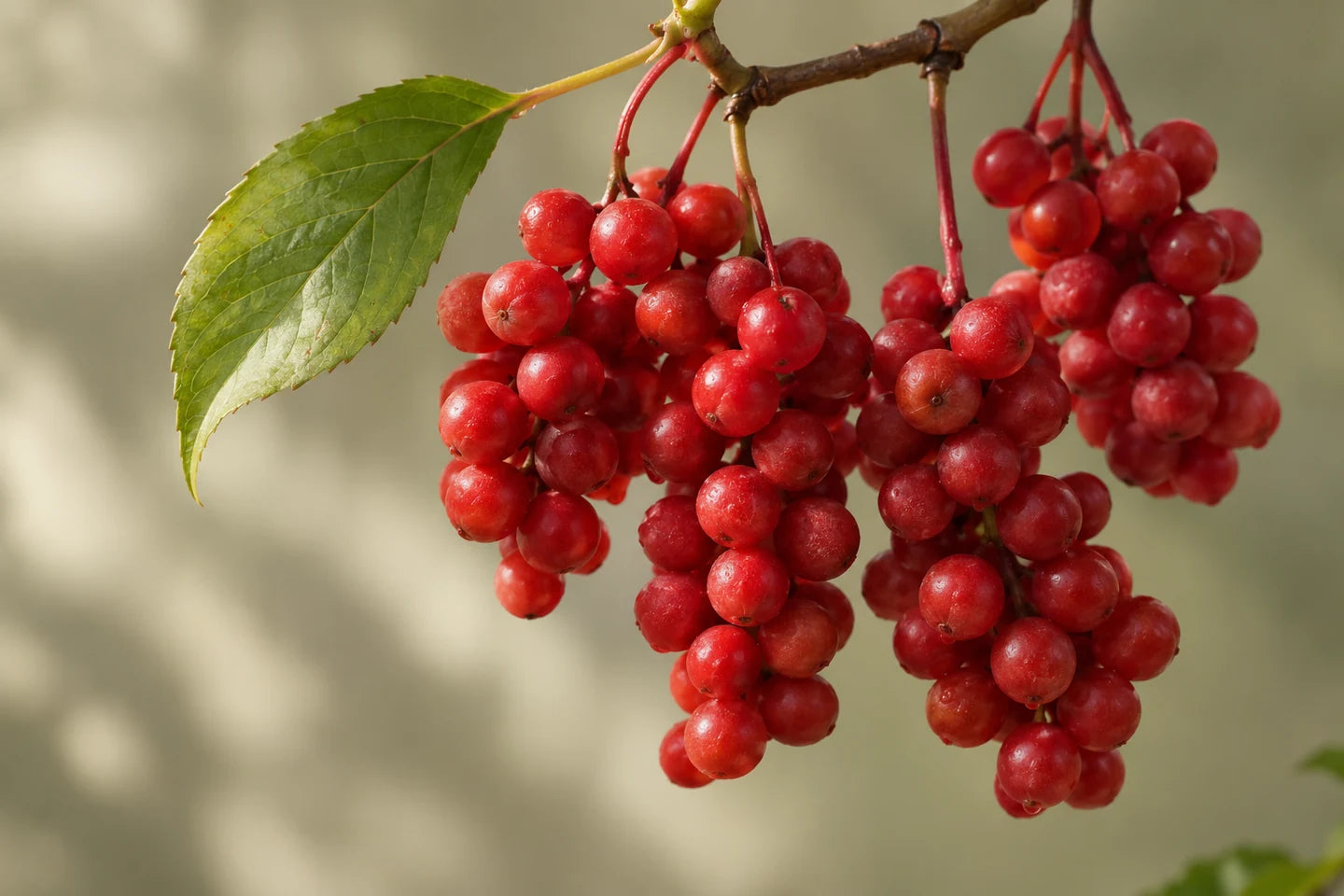 Rote Beerentrauben von Schisandra sphenanthera