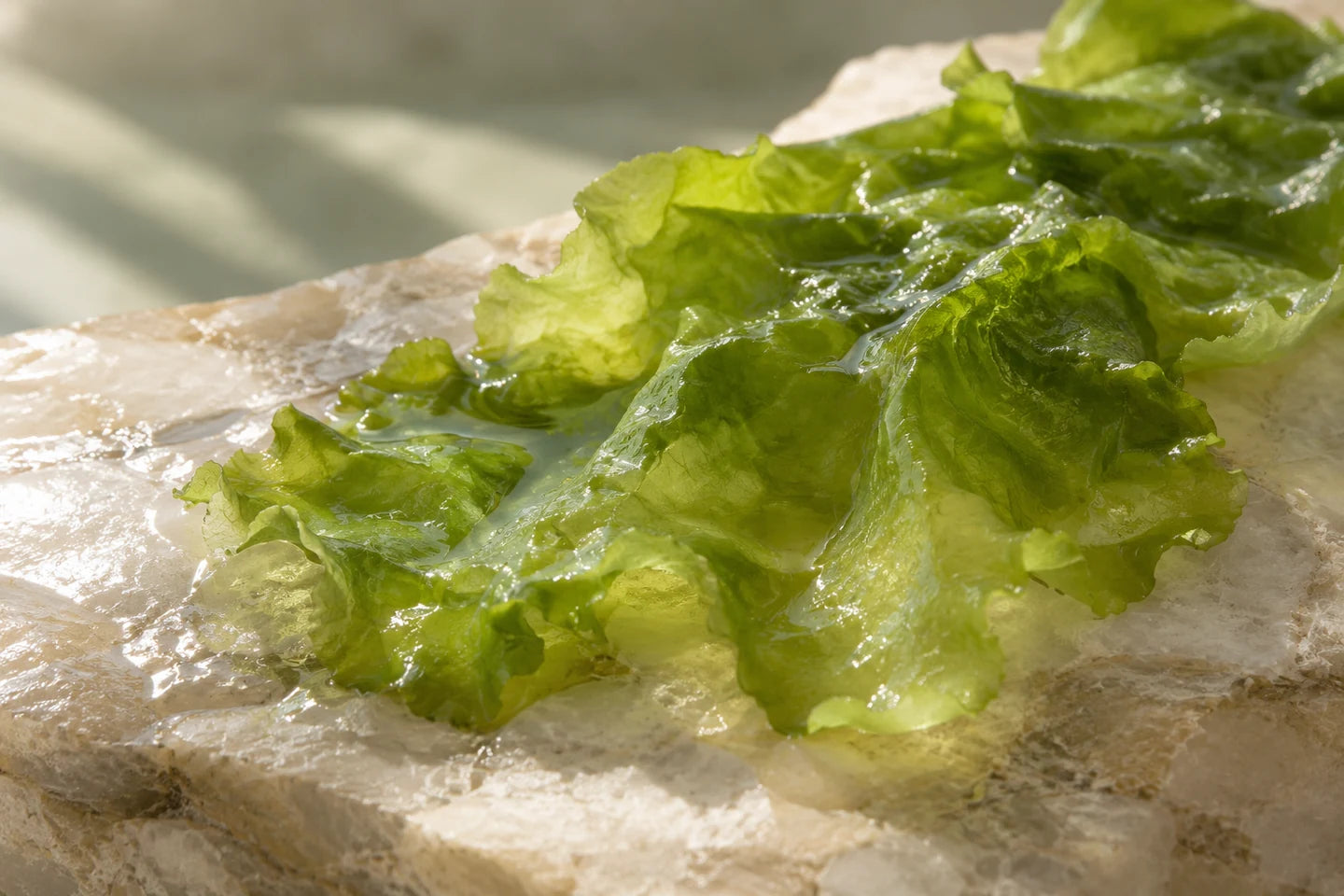 Meersalat (Ulva lactuca)