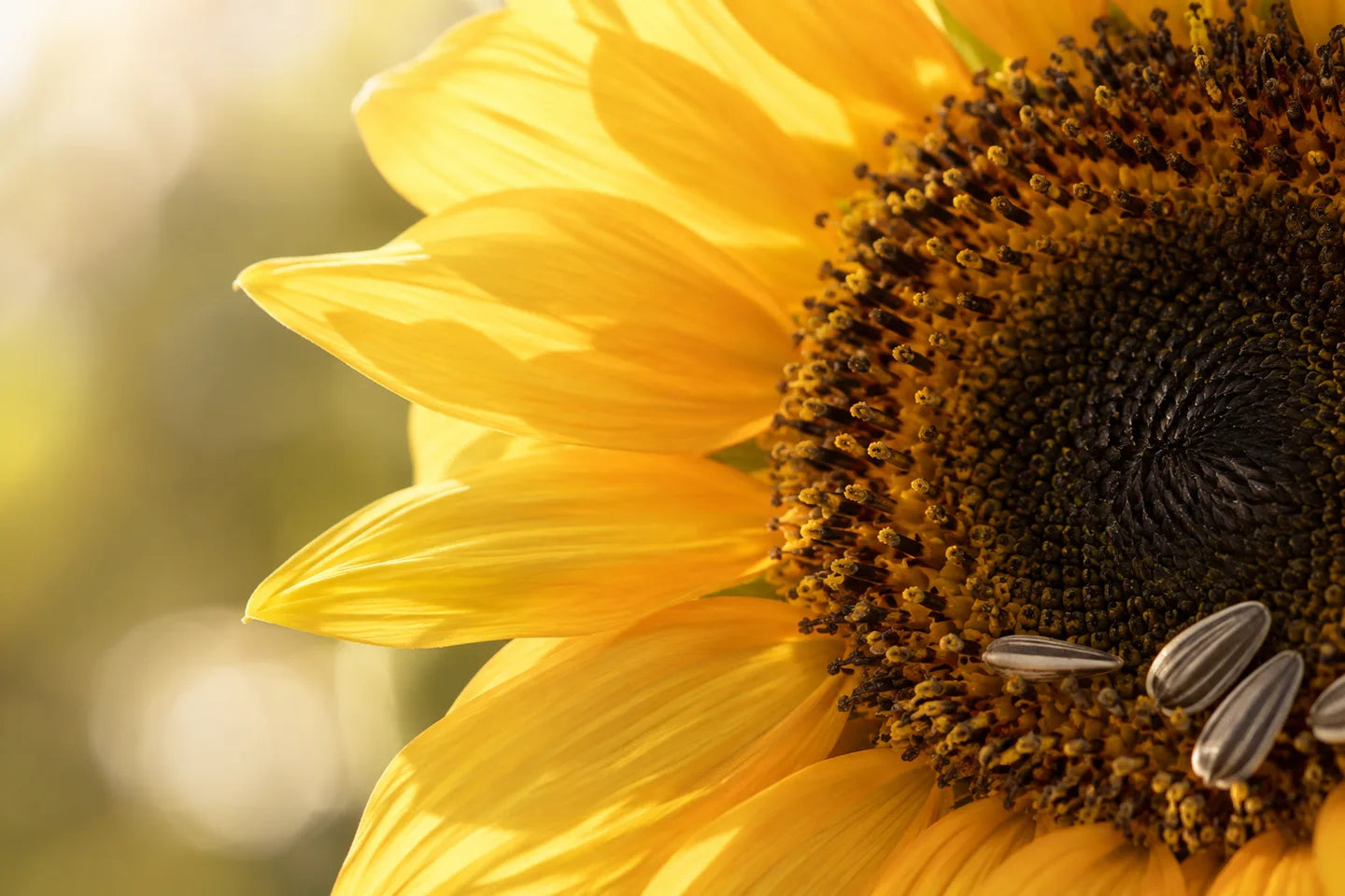 Nahaufnahme der Pflanzenquelle für Sonnenblumenkernöl