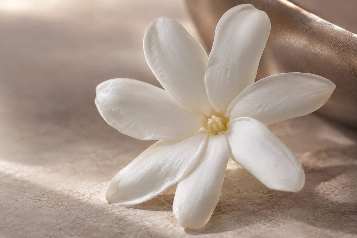 Blüte der Tiaré (Gardenia tahitensis)