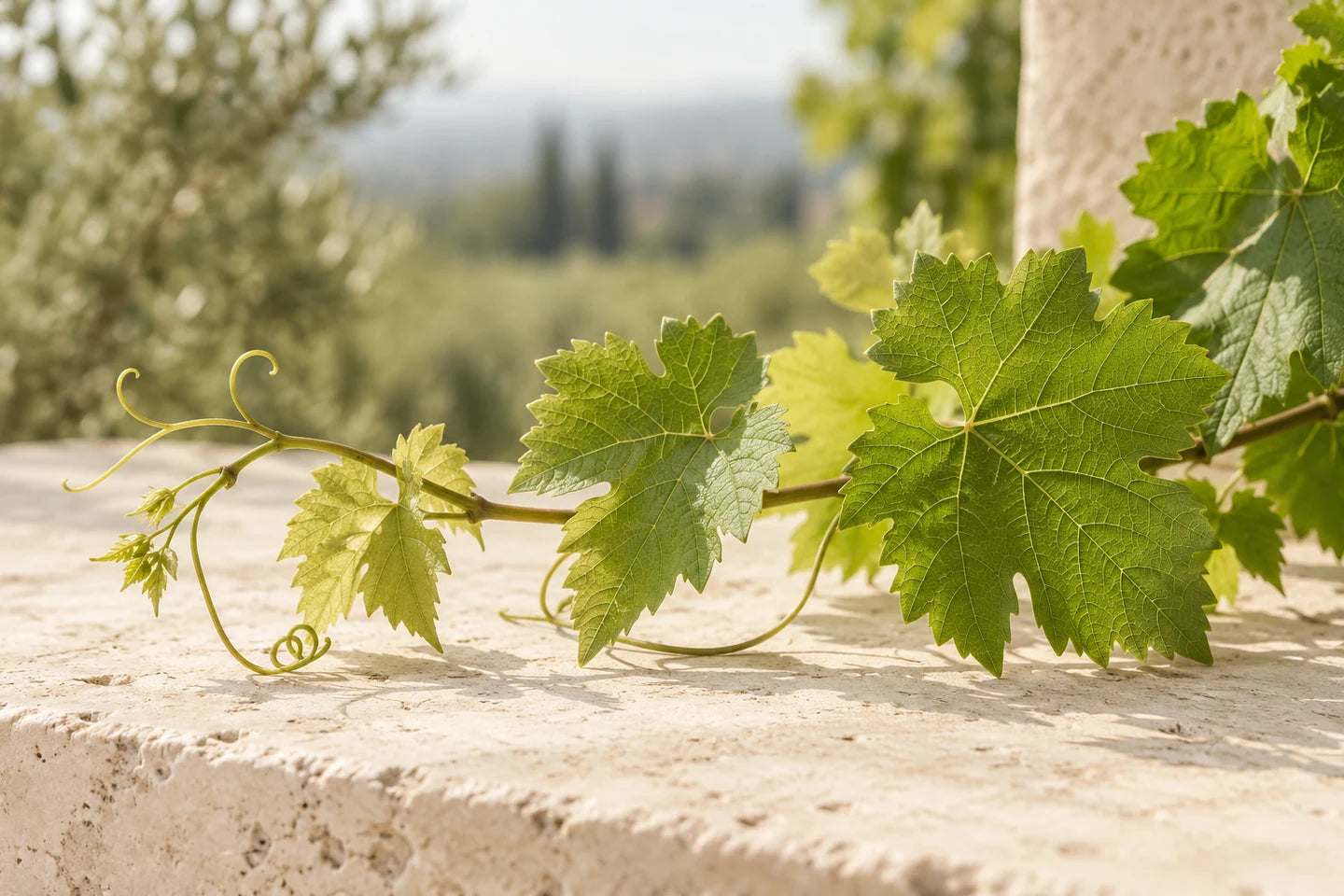 Gelappte Weinblätter an einer Ranke