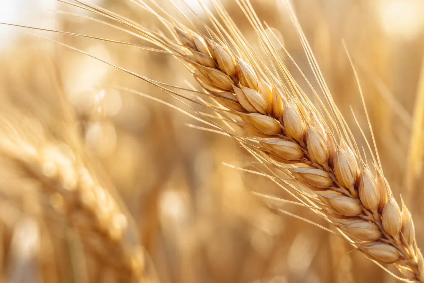 Nahaufnahme der Pflanzenquelle für Weizenprotein