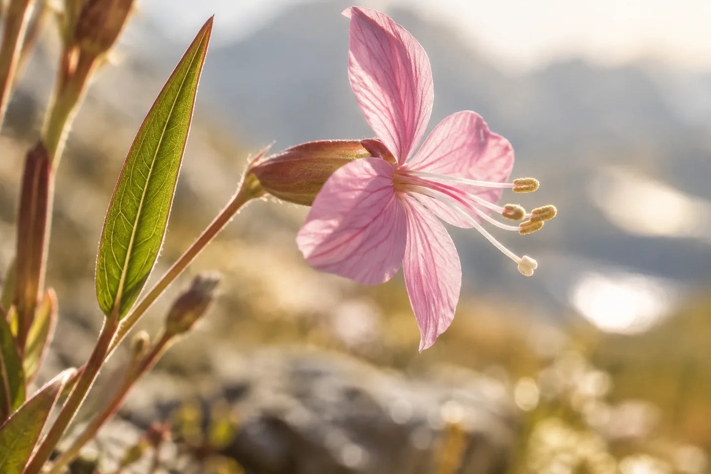 Einzelne rosa Weidenröschenblüte