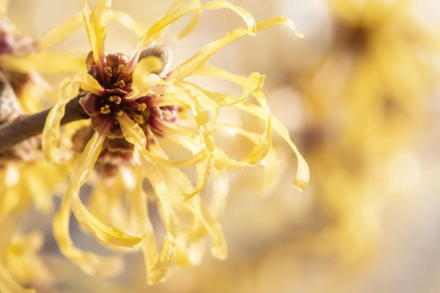 Einzelne goldgelbe Hamamelisblüte