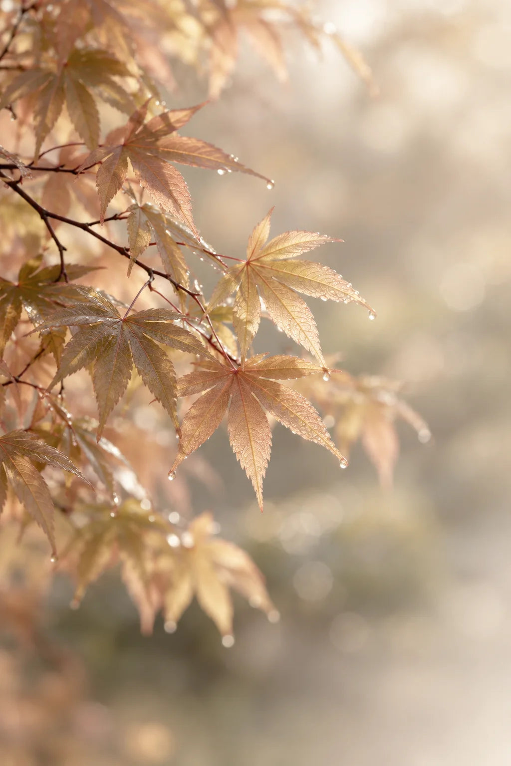Zarte herbstliche Ahornblätter im sanften Morgenlicht